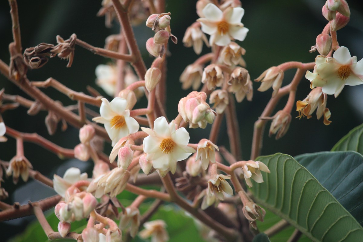 Vateria copallifera (Retz.) Alston